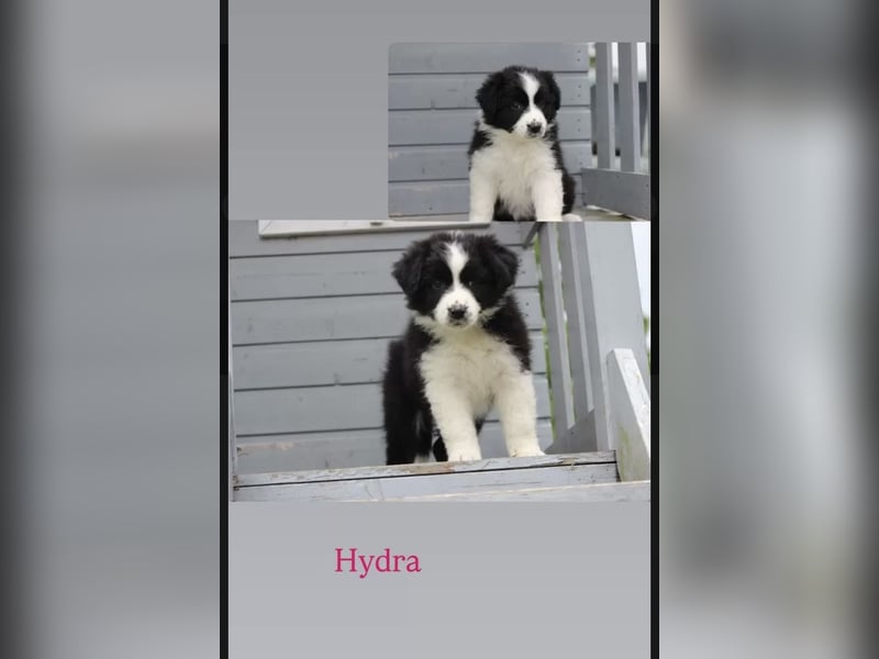 Wundervolle Australian Shepherd Welpen