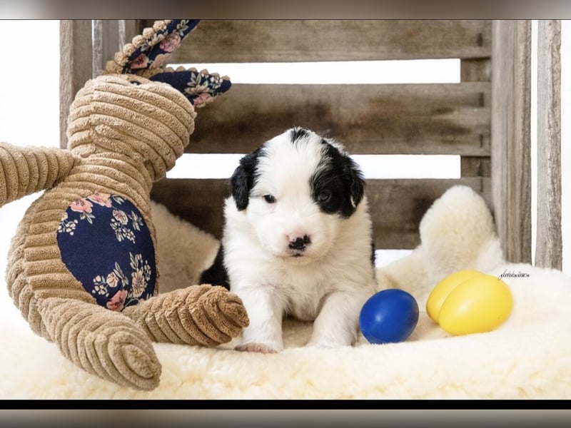 Zuckersüße kleine  Australian Shepherd Babys