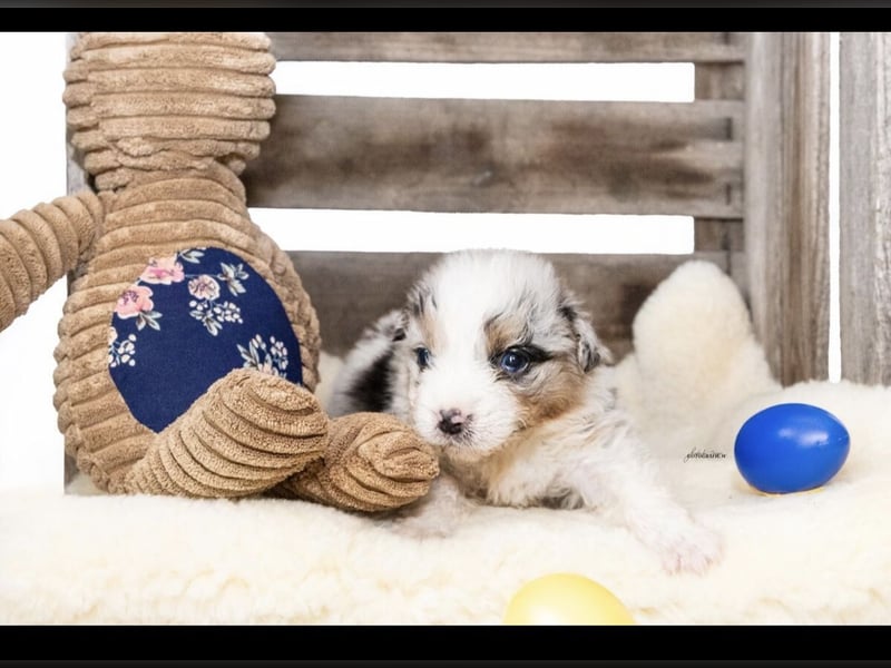 Traumhafte Australian Shepherd Welpen