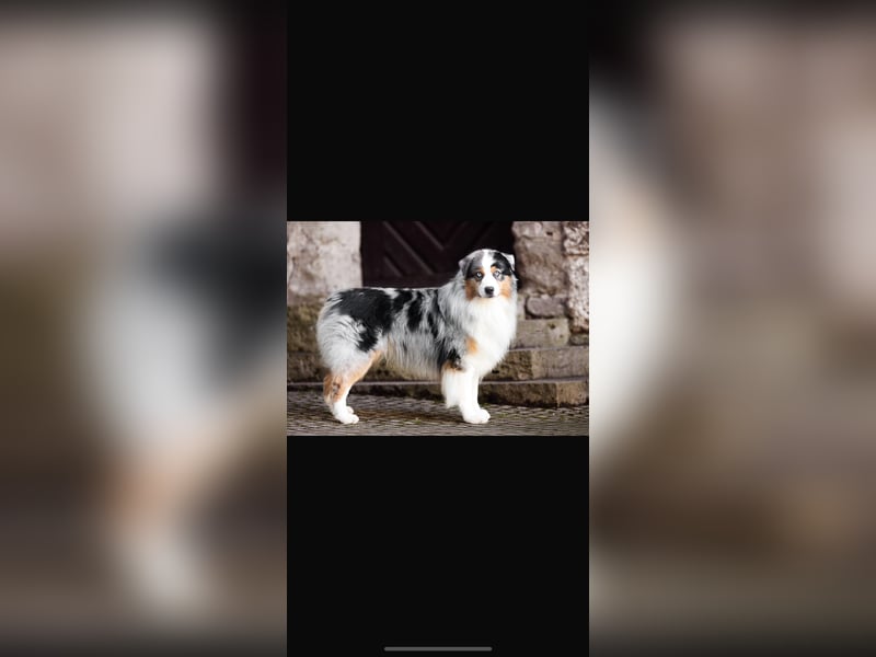 Traumhafte Australian Shepherd Welpen