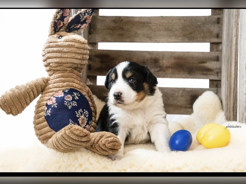 Zuckersüße kleine  Australian Shepherd Babys