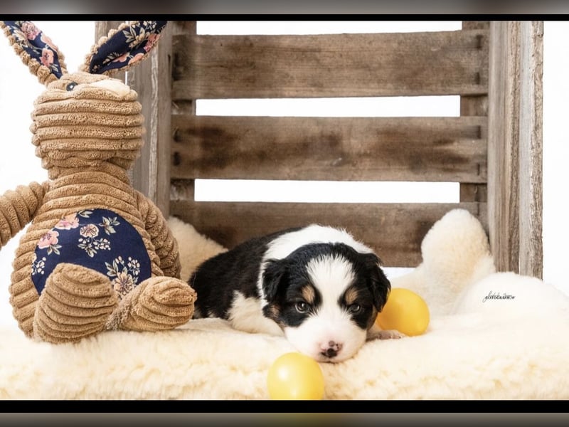 Zuckersüße kleine  Australian Shepherd Babys