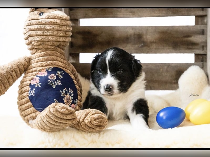 Zuckersüße kleine  Australian Shepherd Babys