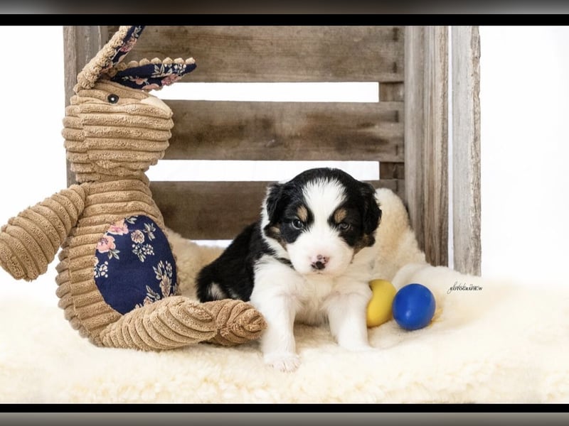 Zuckersüße kleine  Australian Shepherd Babys