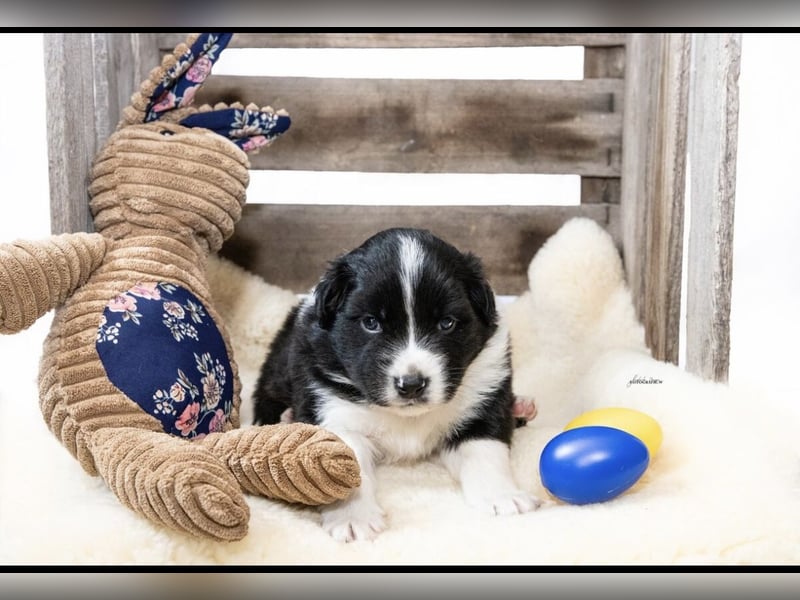Zuckersüße kleine  Australian Shepherd Babys
