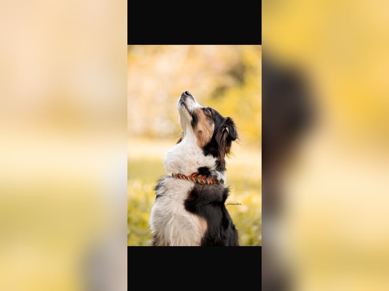 Traumhafte Australian Shepherd Welpen