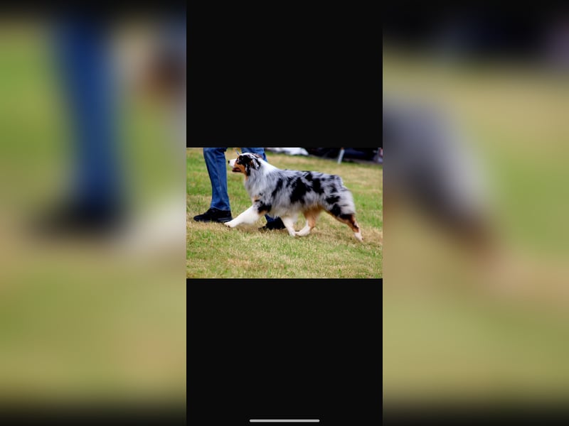 Traumhafte Australian Shepherd Welpen