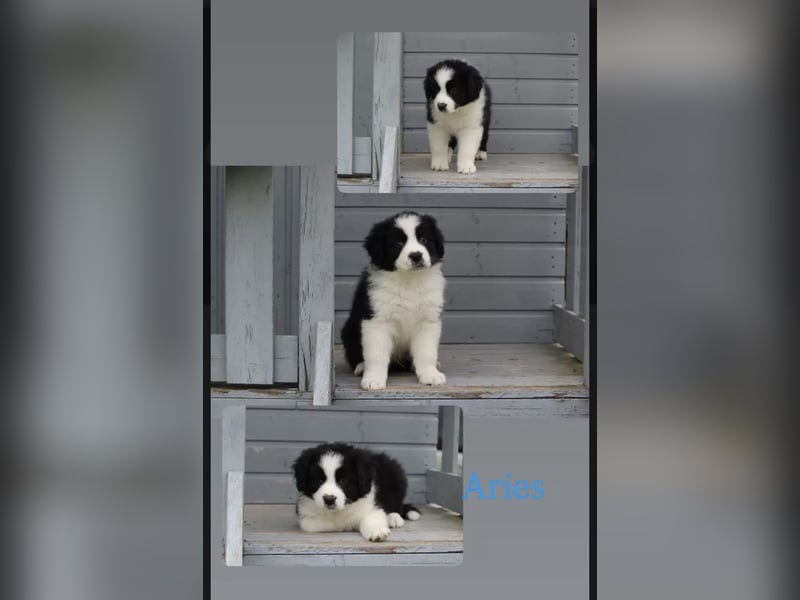Wundervolle Australian Shepherd Welpen