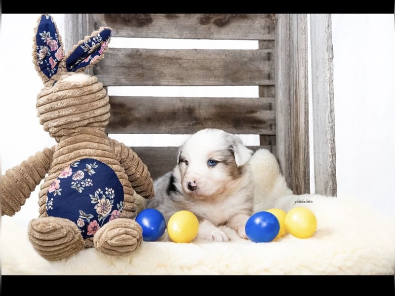 Traumhafte Australian Shepherd Welpen