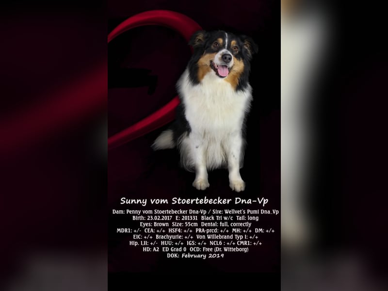 Australian Shepherd Welpen ASCA