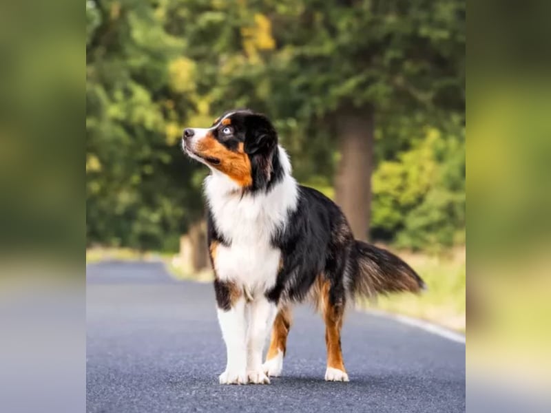 Australian Shepherd Welpen ASCA
