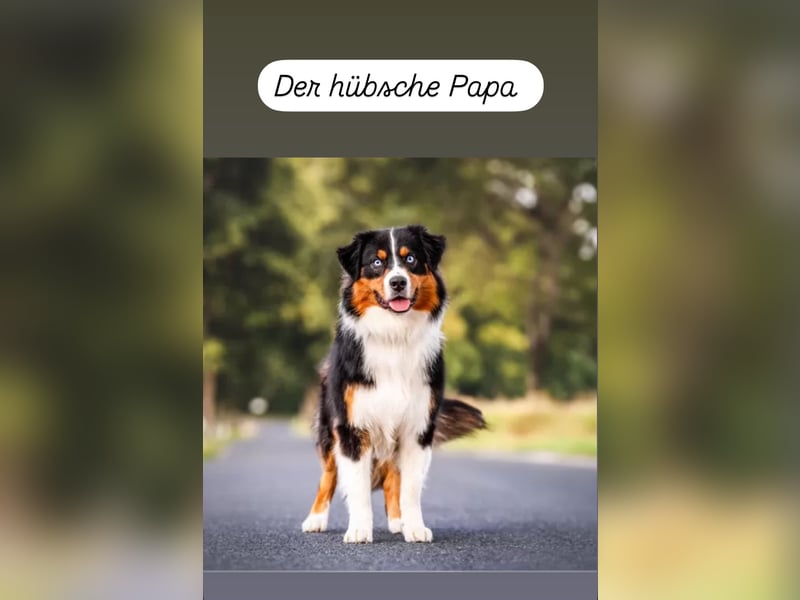 Australian Shepherd Welpen ASCA