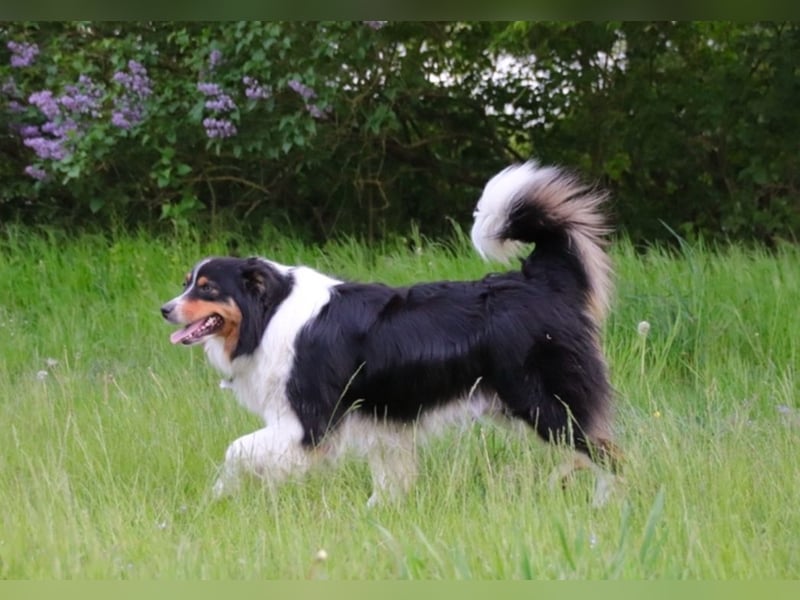 Australian Shepherd Welpen ASCA