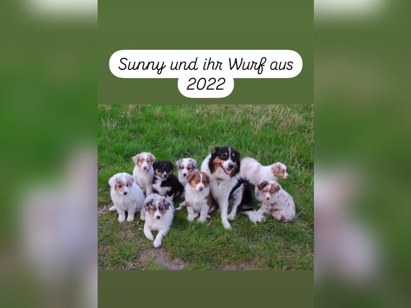 Australian Shepherd Welpen ASCA