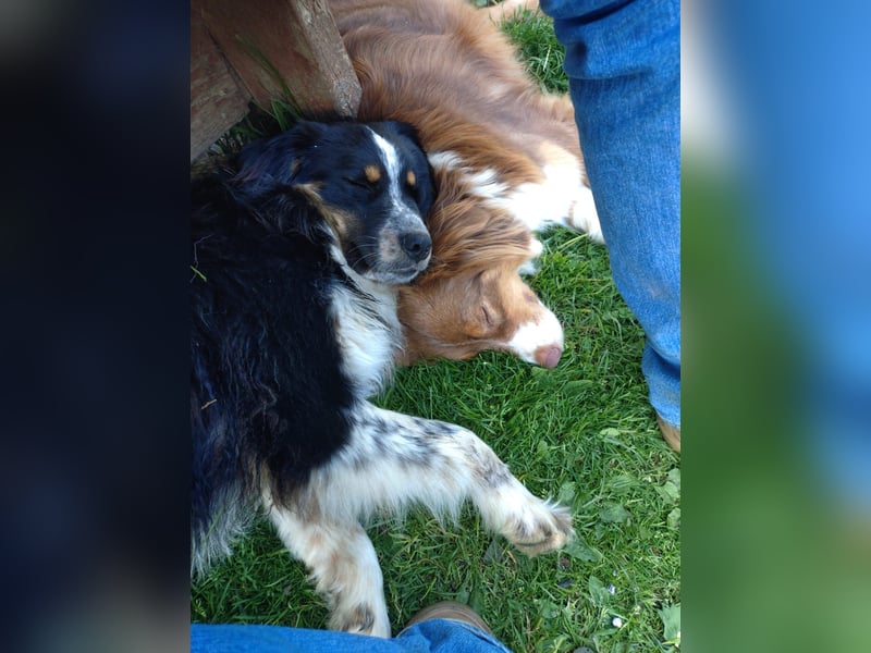 Süße Australian Sheperd x Bordercollie Welpen in liebevolle Hände abzugeben