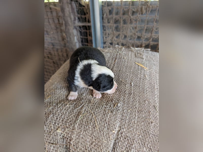 Süße Australian Sheperd x Bordercollie Welpen in liebevolle Hände abzugeben