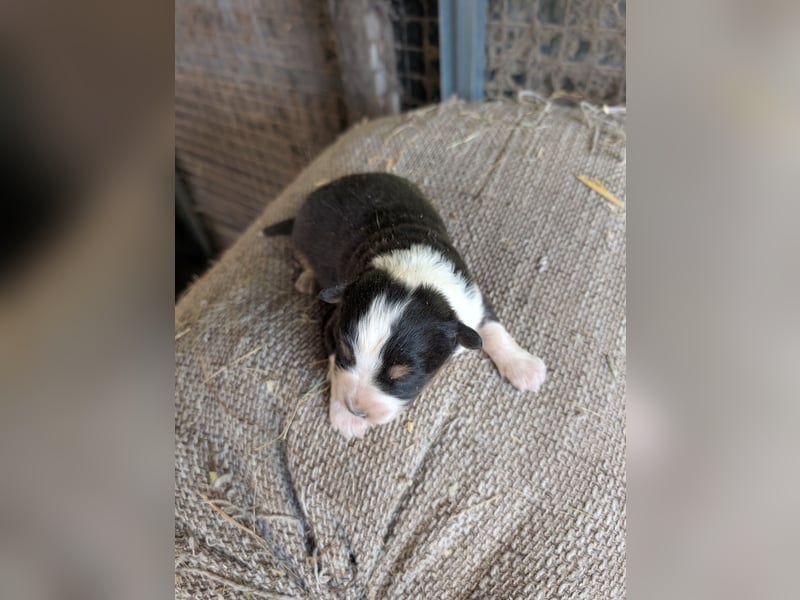 Süße Australian Sheperd x Bordercollie Welpen in liebevolle Hände abzugeben