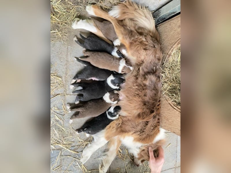 Süße Australian Sheperd x Bordercollie Welpen in liebevolle Hände abzugeben
