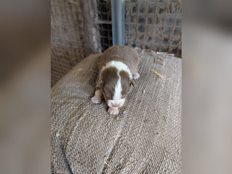 Süße Australian Sheperd x Bordercollie Welpen in liebevolle Hände abzugeben