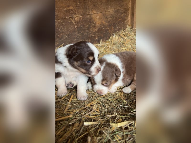 Süße Australian Sheperd x Bordercollie Welpen in liebevolle Hände abzugeben