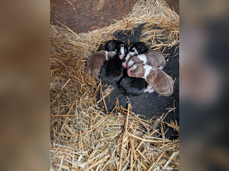 Süße Australian Sheperd x Bordercollie Welpen in liebevolle Hände abzugeben