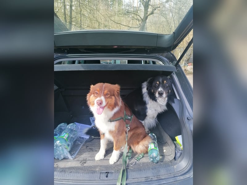 Süße Australian Sheperd x Bordercollie Welpen in liebevolle Hände abzugeben