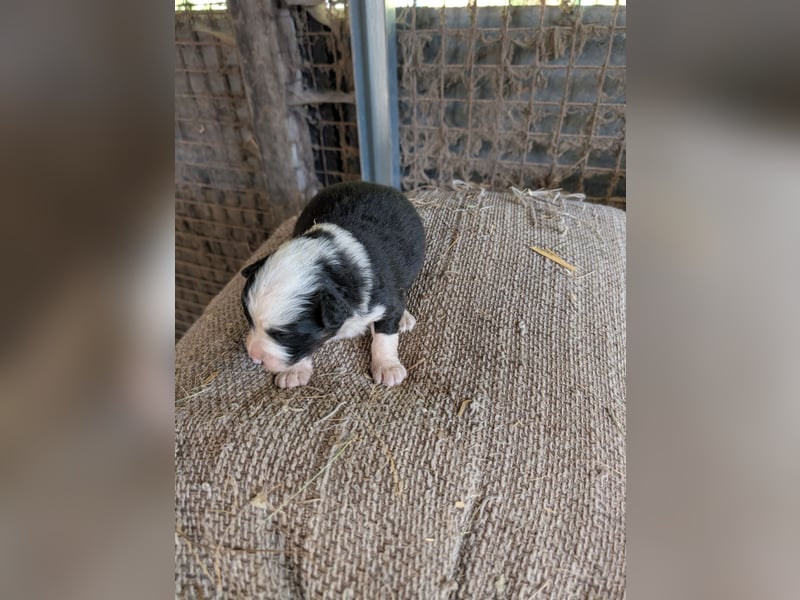 Süße Australian Sheperd x Bordercollie Welpen in liebevolle Hände abzugeben