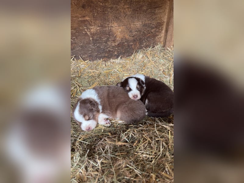Süße Australian Sheperd x Bordercollie Welpen in liebevolle Hände abzugeben