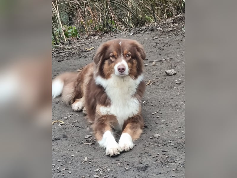 Süße Australian Sheperd x Bordercollie Welpen in liebevolle Hände abzugeben
