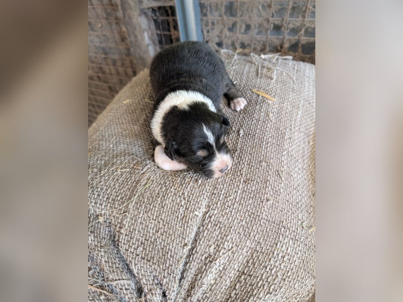 Süße Australian Sheperd x Bordercollie Welpen in liebevolle Hände abzugeben