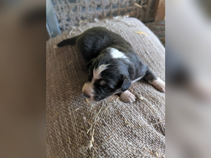 Süße Australian Sheperd x Bordercollie Welpen in liebevolle Hände abzugeben