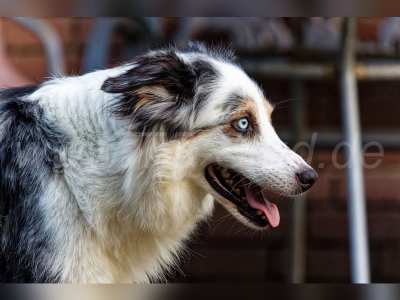 Australien Shepherd Welpen in Red Tri und Black Tri abzugeben!