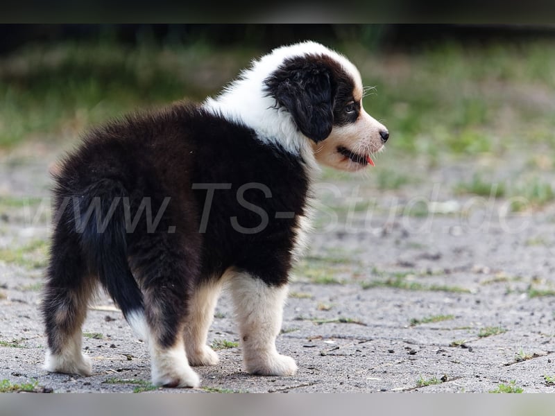 Australien Shepherd Welpen in Red Tri und Black Tri abzugeben!