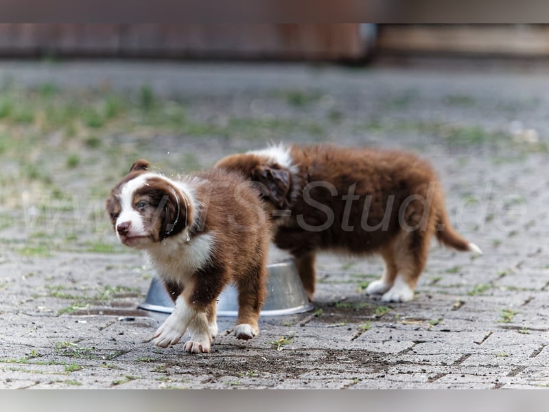 Australien Shepherd Welpen in Red Tri und Black Tri abzugeben!