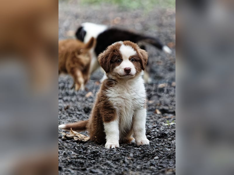 Australien Shepherd Welpen in Red Tri und Black Tri abzugeben!