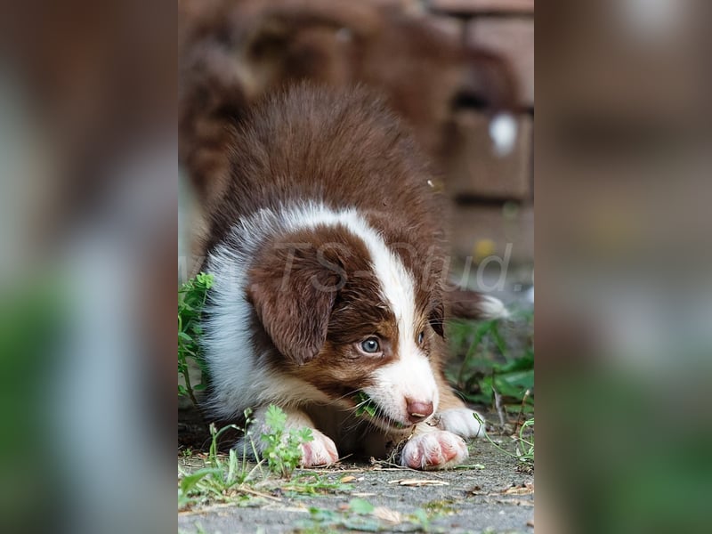Australien Shepherd Welpen in Red Tri und Black Tri abzugeben!