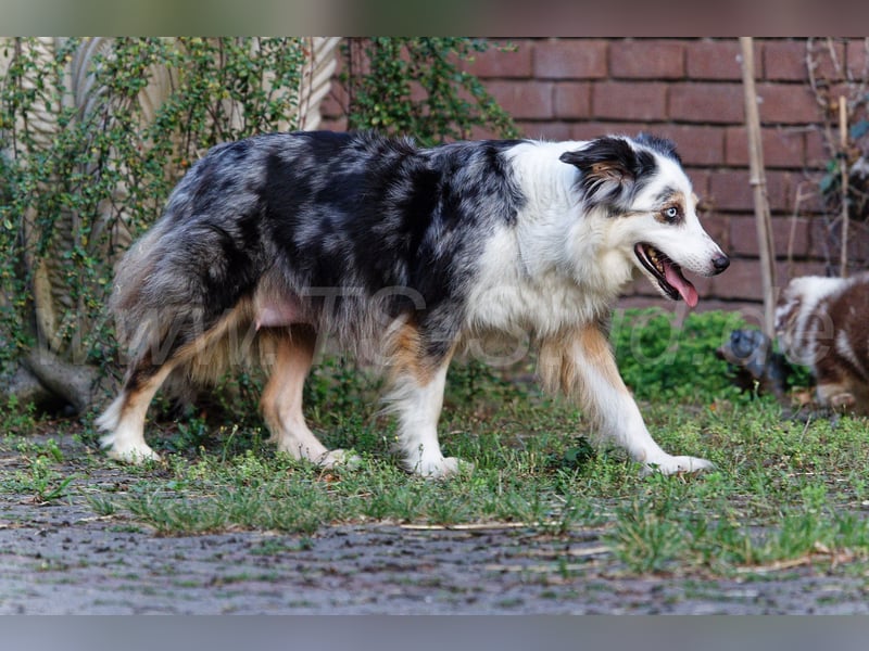 Australien Shepherd Welpen in Red Tri und Black Tri abzugeben!