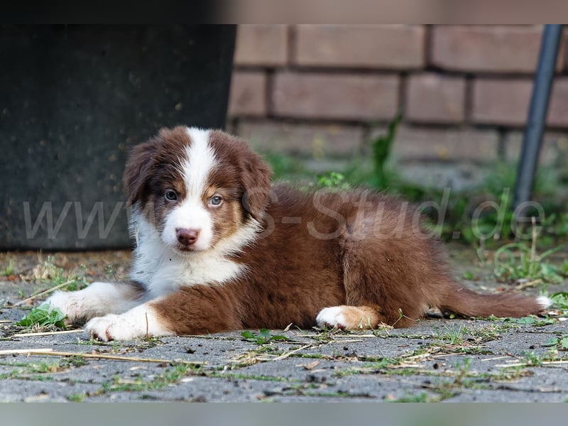 Australien Shepherd Welpen in Red Tri und Black Tri abzugeben!