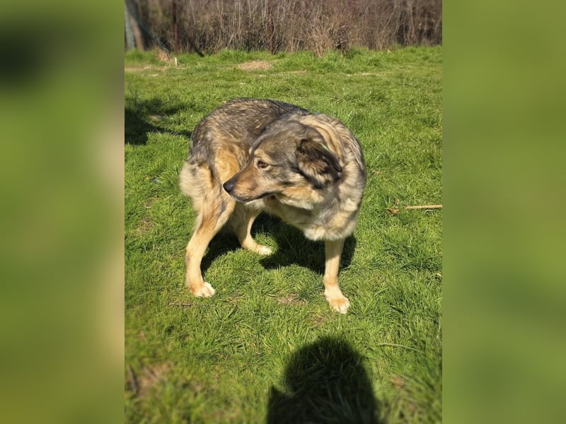 Australien scheppert Mix Barry