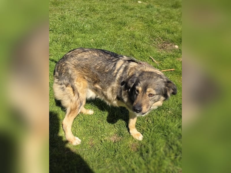 Australien scheppert Mix Barry