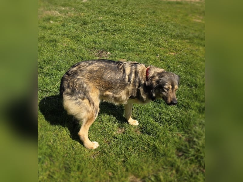 Australien scheppert Mix Barry