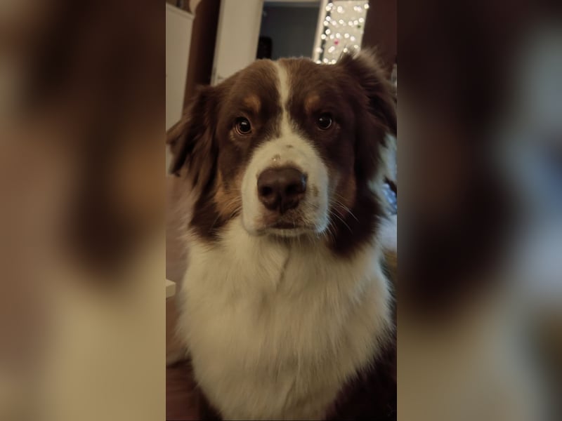 Deckrüde reinrassiger Australien Shepherd