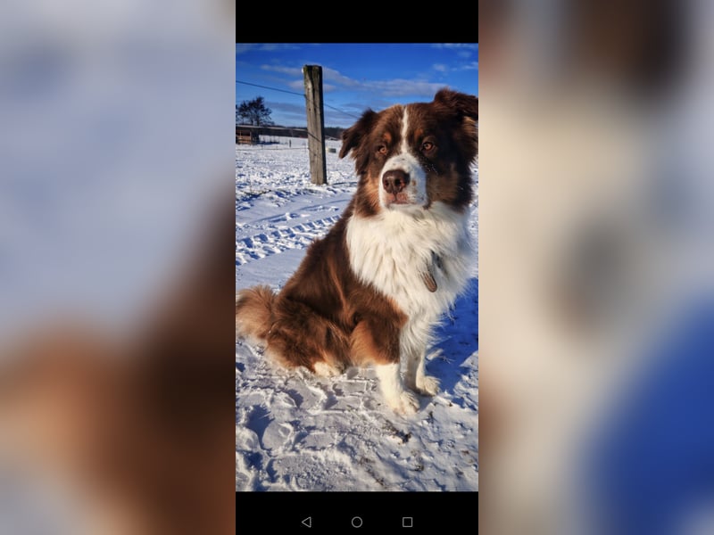 Deckrüde reinrassiger Australien Shepherd