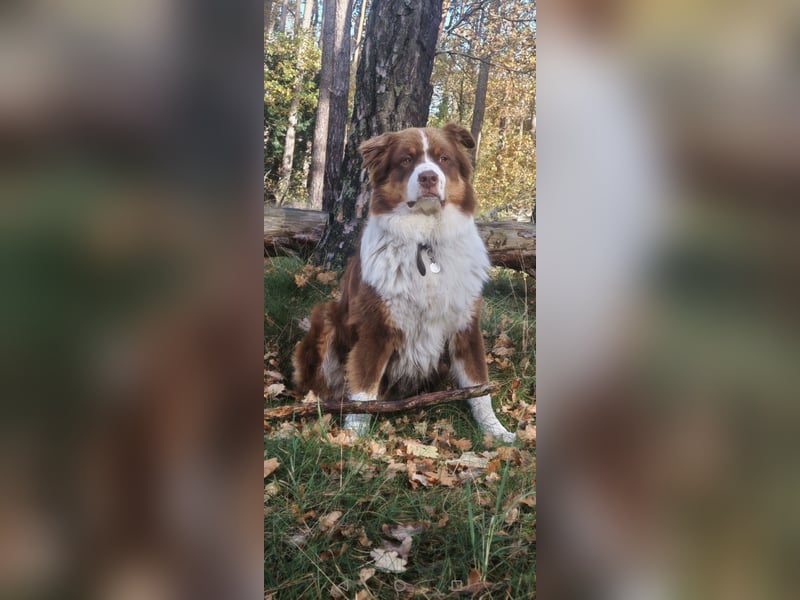 Deckrüde reinrassiger Australien Shepherd