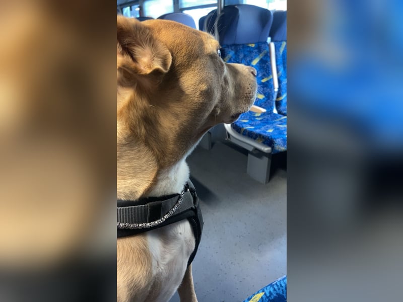 Liebevoller Familienhund sucht ein neues Zuhause