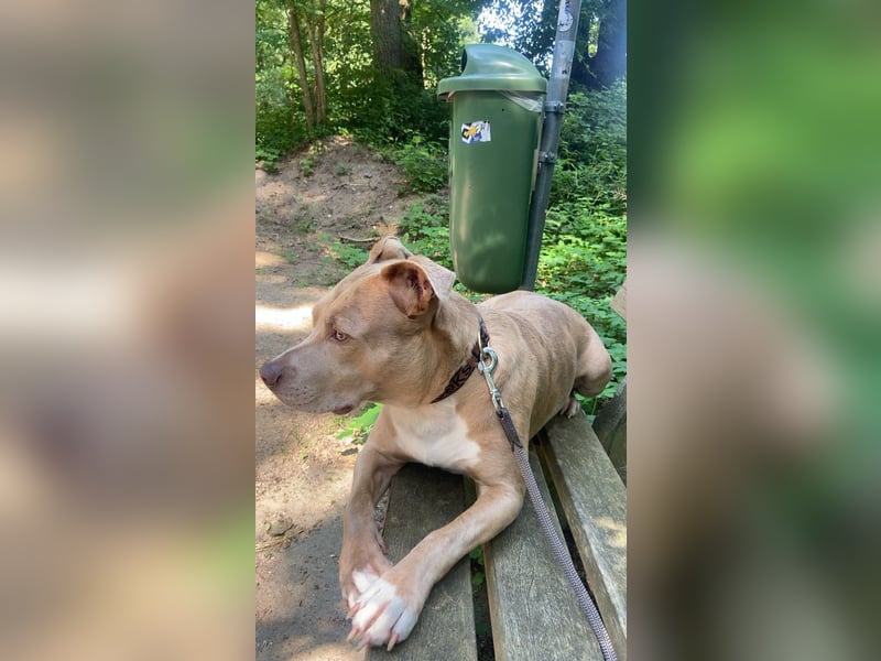 Liebevoller Familienhund sucht ein neues Zuhause