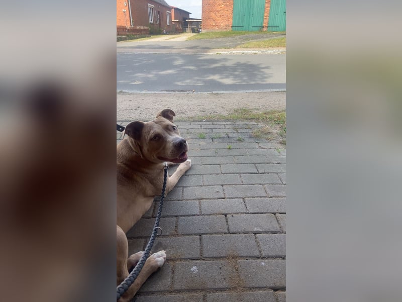 Liebevoller Familienhund sucht ein neues Zuhause