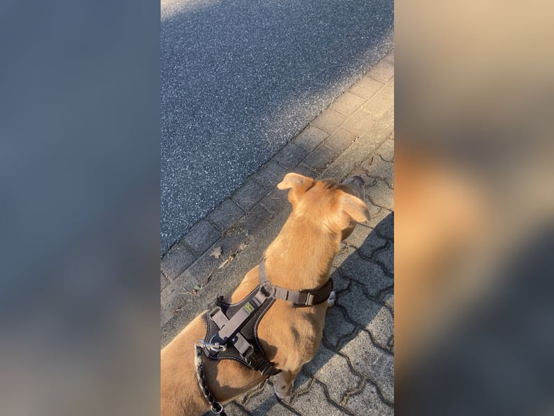 Liebevoller Familienhund sucht ein neues Zuhause