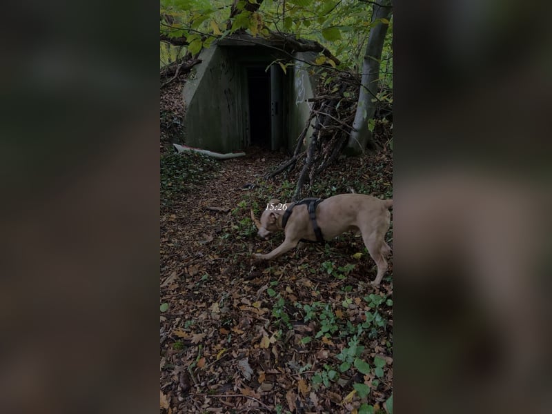 Liebevoller Familienhund sucht ein neues Zuhause