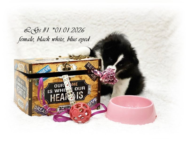 Australian Shepherd Hündin (black white, blue eyed) *01.01.2026 sucht